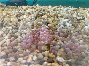 Salmon Fish Eggs